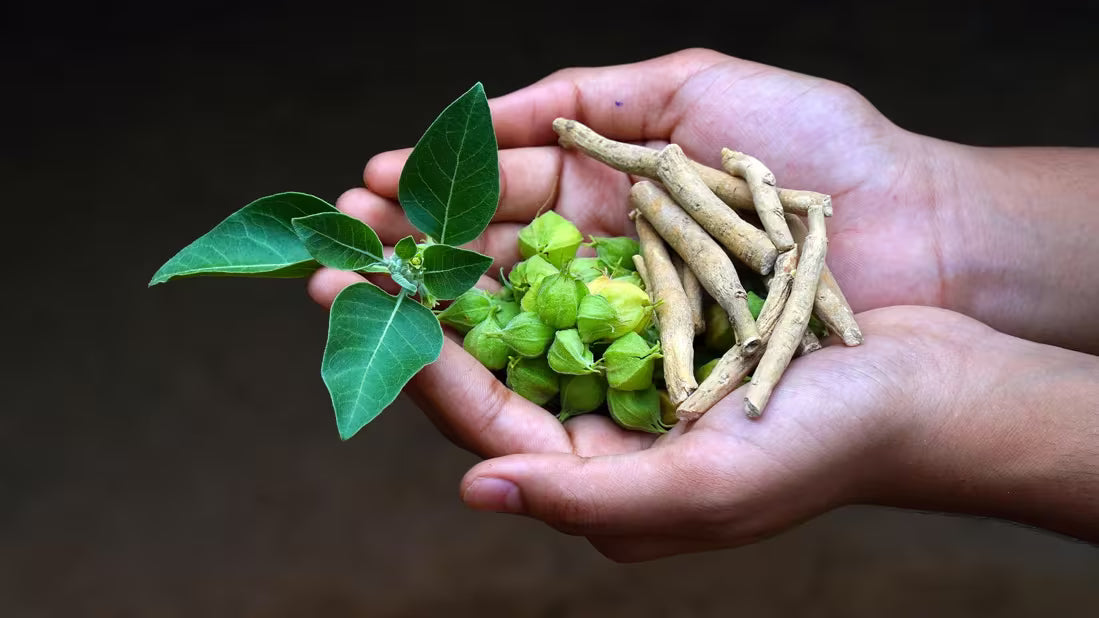 60 GOMITAS ASHWAGANDHA 1000mg