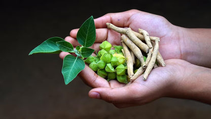 60 GOMITAS ASHWAGANDHA 1000mg